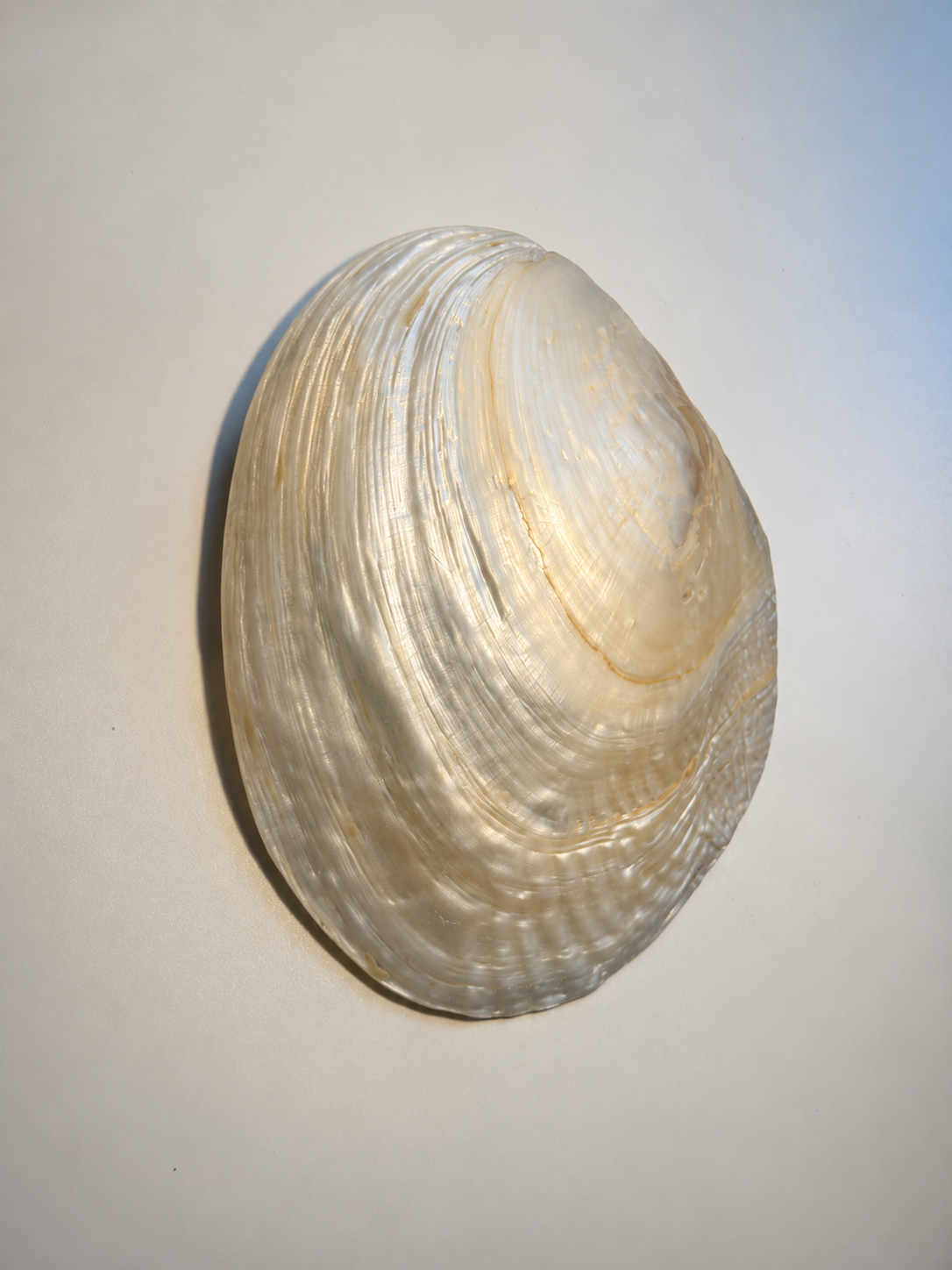 Mother of Pearl Shell