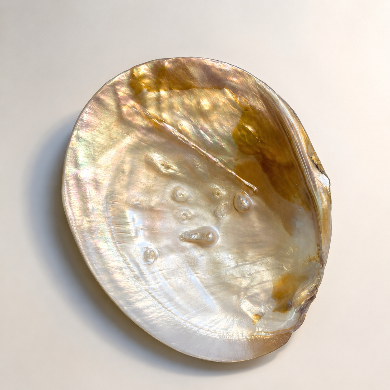 Mother of Pearl Shell